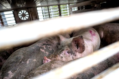 Nach Angaben der Polizei haben elf Schweine den Unfall in Fürstenau nicht überlebt. (Symbolbild) Foto: Sina Schuldt/dpa