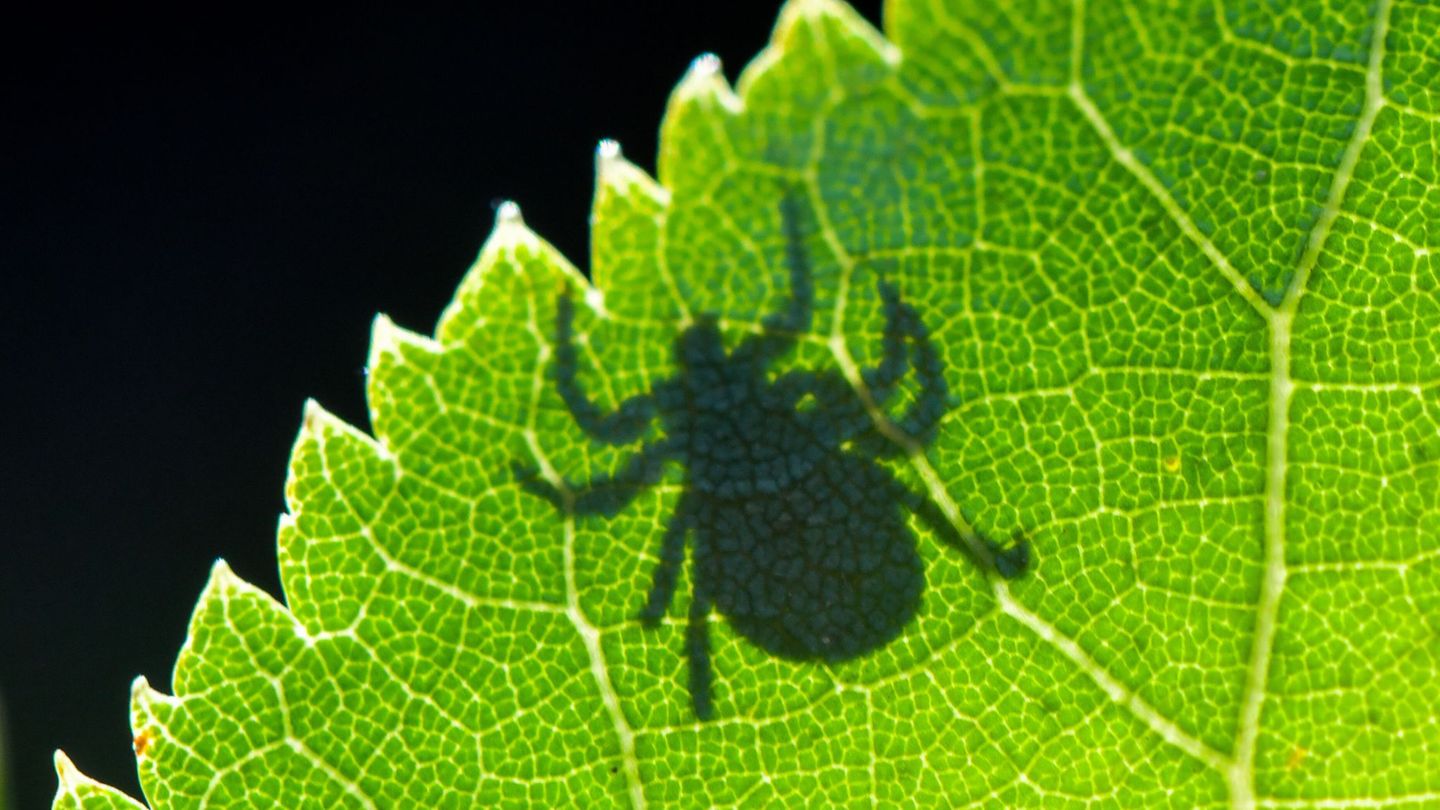 Die Krankheit Lyme-Borreliose wird durch Zecken auf den Menschen übertragen. (Symbolbild) Foto: Patrick Pleul/dpa/dpa-tmn