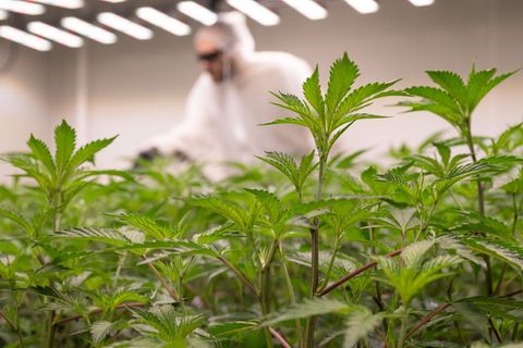 Ein Mitarbeiter eines "Cannabis Social Clubs" düngt die Pflanzen (Archivfoto) Foto: Boris Roessler/dpa