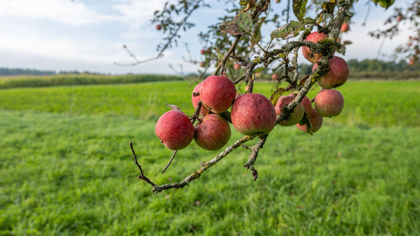 Der Wetterdienst DWD erwartet trockenes Herbstwetter. (Archivbild) Foto: Silas Stein/dpa