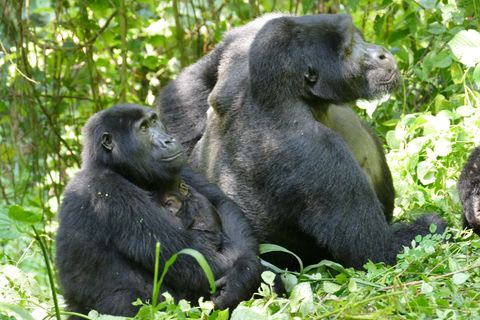 Weibliche Berggorillas können ganz schön alt werden - wie hier im Bwindi Impenetrable Nationalpark. (Archivbild) Foto: Martha Ro