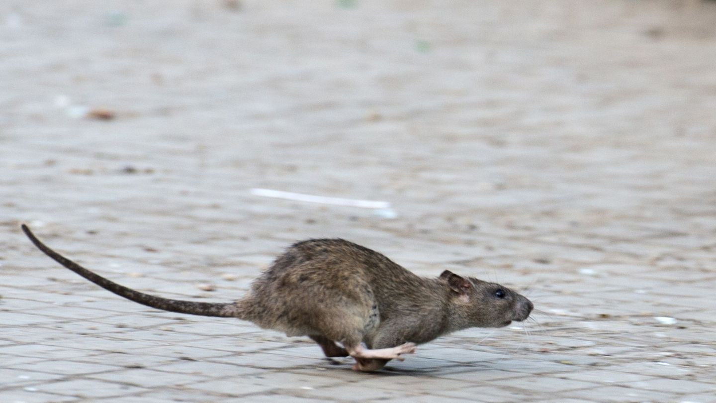 Viele tausend Meldungen zu Ratten gehen jedes Jahr bei den Berliner Bezirken ein. (Archivbild) Foto: Bernd von Jutrczenka/dpa/dp