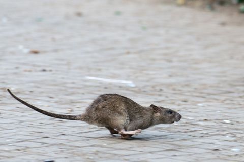 Viele tausend Meldungen zu Ratten gehen jedes Jahr bei den Berliner Bezirken ein. (Archivbild) Foto: Bernd von Jutrczenka/dpa/dp