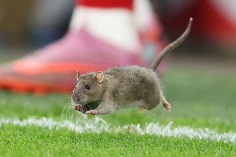 Eine Ratte flitzt über den Rasen beim Fußball