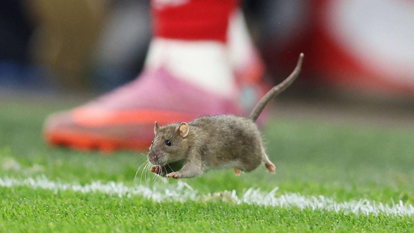 Eine Ratte flitzt über den Rasen beim Fußball
