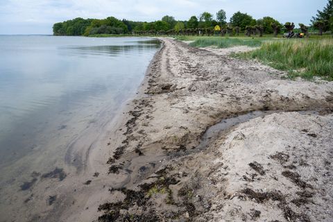 Das wieder aufgebaute Riff soll künftig vor allem die Ansiedlung und Förderung des Blasentangs unterstützen. (Archivbild) Foto: