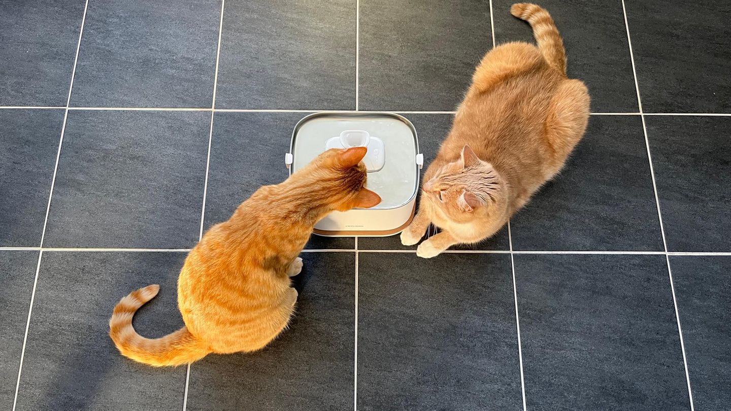 Katzenbrunnen Test: Zwei Kater begutachten den Dockstream 2 von Petlibro