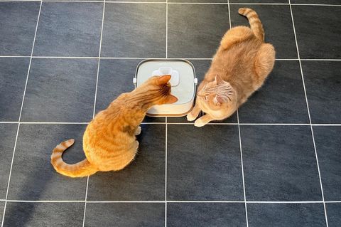 Katzenbrunnen Test: Zwei Kater begutachten den Dockstream 2 von Petlibro