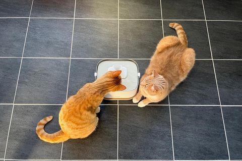 Katzenbrunnen Test: Zwei Kater begutachten den Dockstream 2 von Petlibro