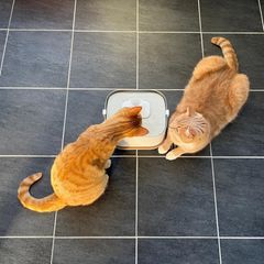 Katzenbrunnen Test: Zwei Kater begutachten den Dockstream 2 von Petlibro