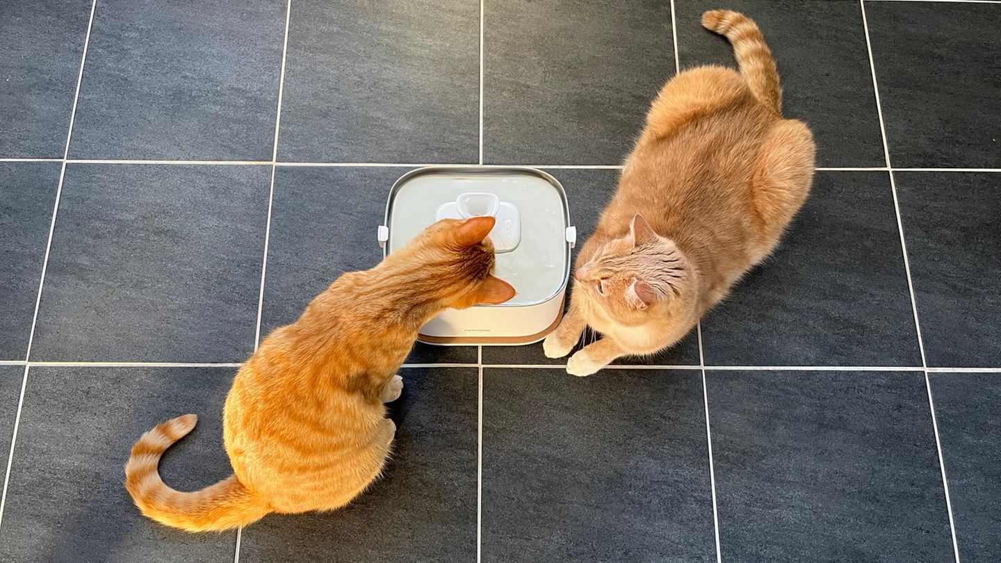 Katzenbrunnen Test: Zwei Kater begutachten den Dockstream 2 von Petlibro