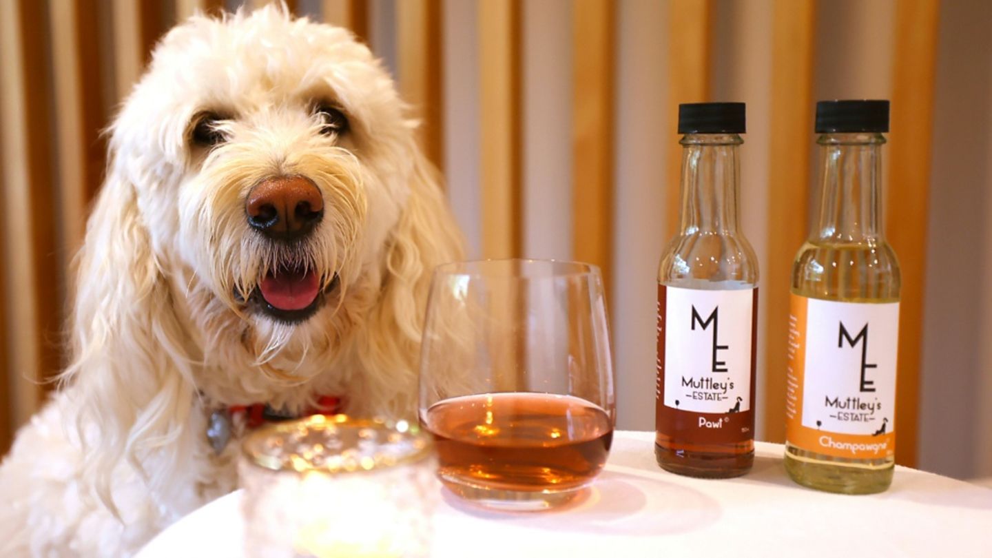 Hund "Mo" bei der Weinprobe