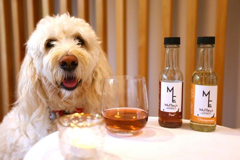 Hund "Mo" bei der Weinprobe