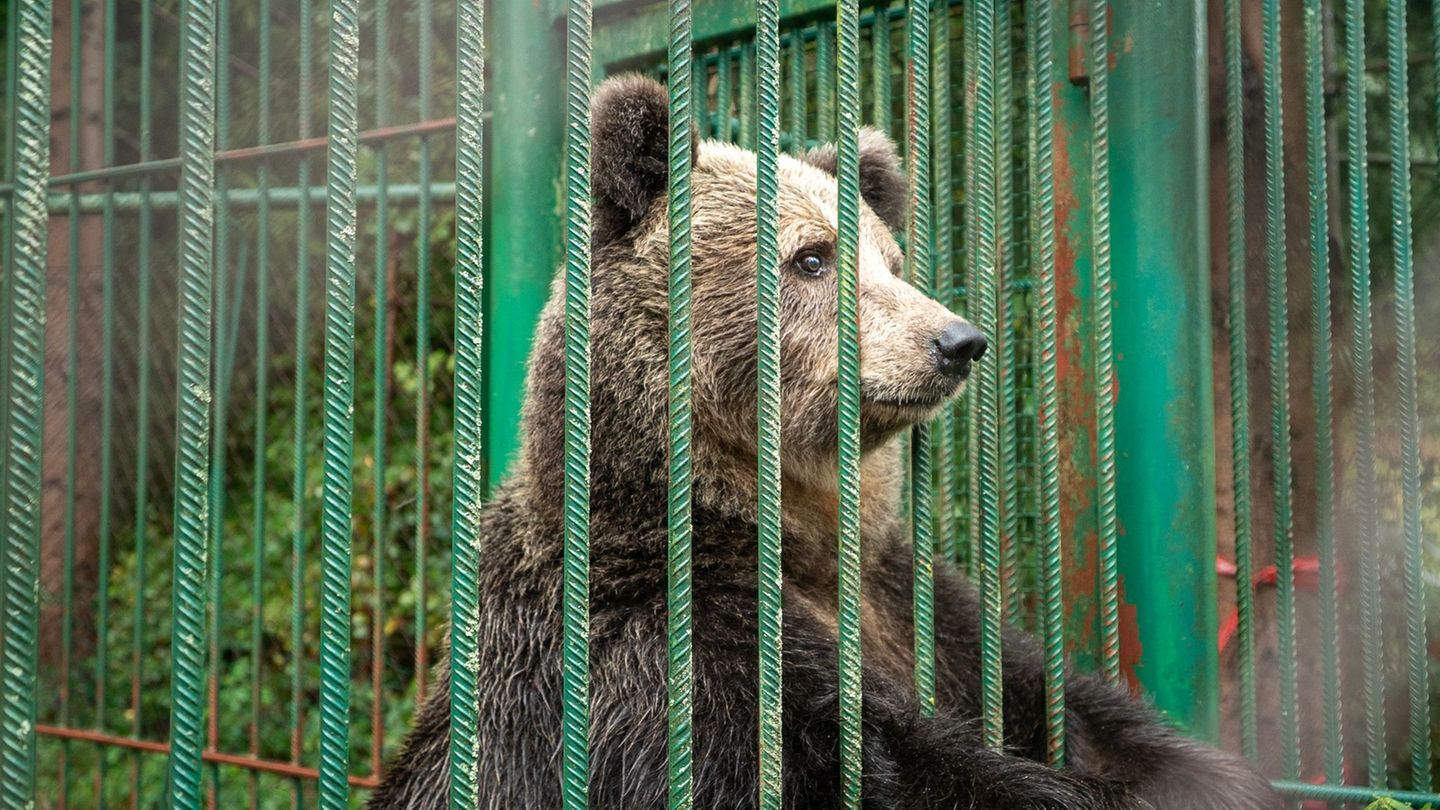 Bärin Mici kommt doch nicht nach Deutschland, sondern in einen Tierpark nach Österreich. Foto: Timon Hozo/Vier Pfoten/dpa