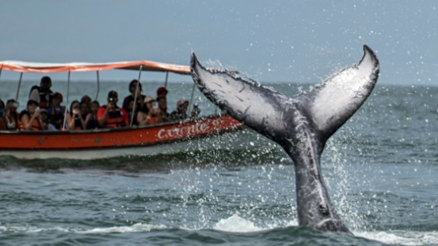 Whale-Watching