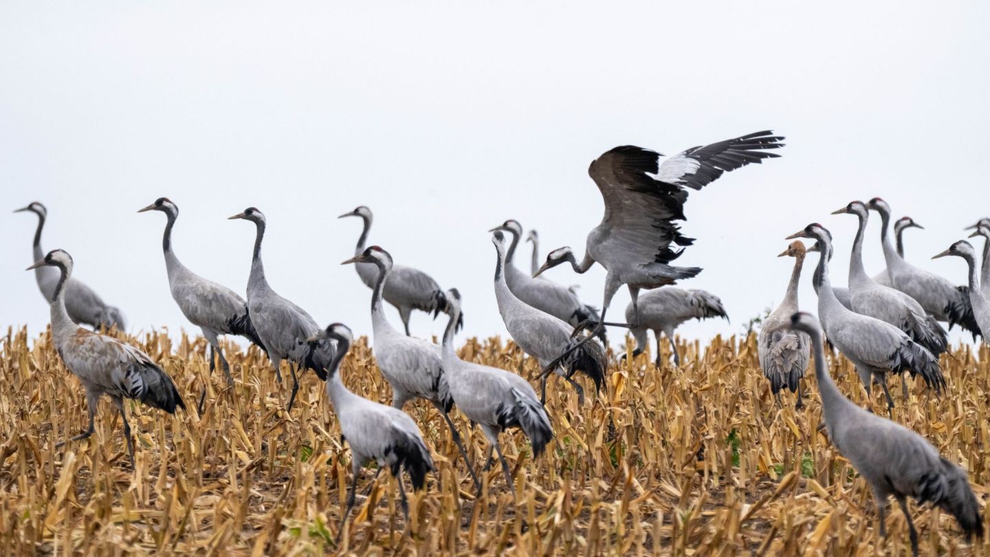 Zahlreiche Kraniche wurden im Naturschutzgebiet Galenbecker See tot aufgefunden. (Symbolbild) Foto: Stefan Sauer/dpa