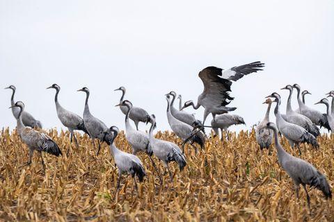 Zahlreiche Kraniche wurden im Naturschutzgebiet Galenbecker See tot aufgefunden. (Symbolbild) Foto: Stefan Sauer/dpa