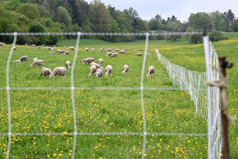 Zunächst war unklar, ob die Schafe von einem oder mehreren Wölfen gerissen worden waren. (Symbolbild) Foto: Bernd Weißbrod/dpa