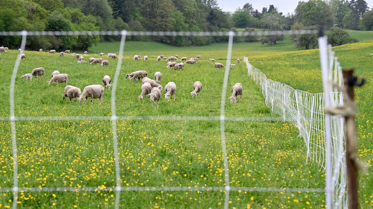 Zunächst war unklar, ob die Schafe von einem oder mehreren Wölfen gerissen worden waren. (Symbolbild) Foto: Bernd Weißbrod/dpa