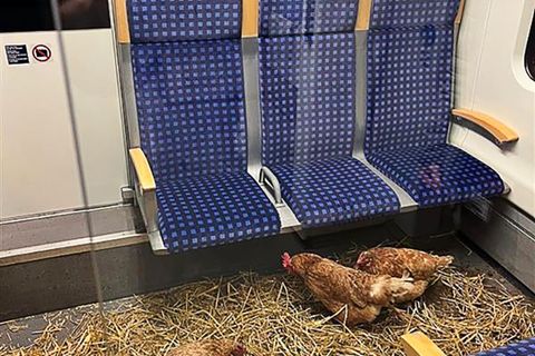 "Die Eier sind 1. Klasse", schrieb die Deutsche Bahn auf Instagram zu den zurückgelassenen Hühnern. Foto: -/Deutsche Bahn AG/dpa