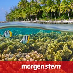 Ein Korallenriff an der Küste von Französisch-Polynesien im Südpazifik
