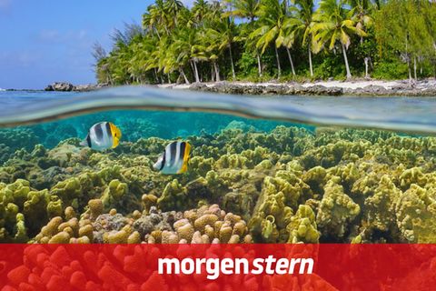 Ein Korallenriff an der Küste von Französisch-Polynesien im Südpazifik