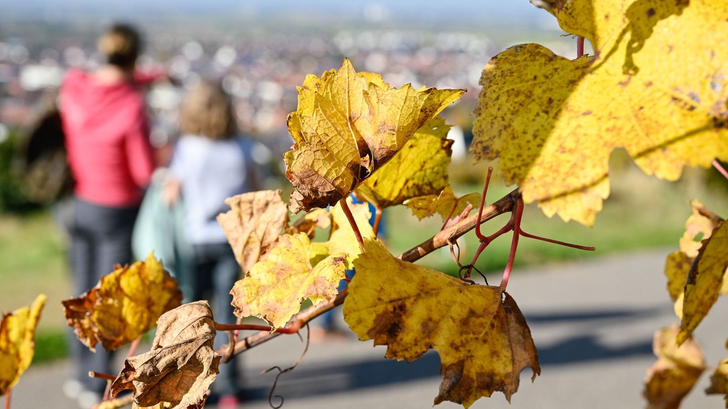 Wenn das Herbstwetter mitspielt, gibt es viele Wanderwege zu entdecken - zum Beispiel zwischen bunten Weinreben. (Symbolbild) Fo