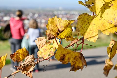 Wenn das Herbstwetter mitspielt, gibt es viele Wanderwege zu entdecken - zum Beispiel zwischen bunten Weinreben. (Symbolbild) Fo