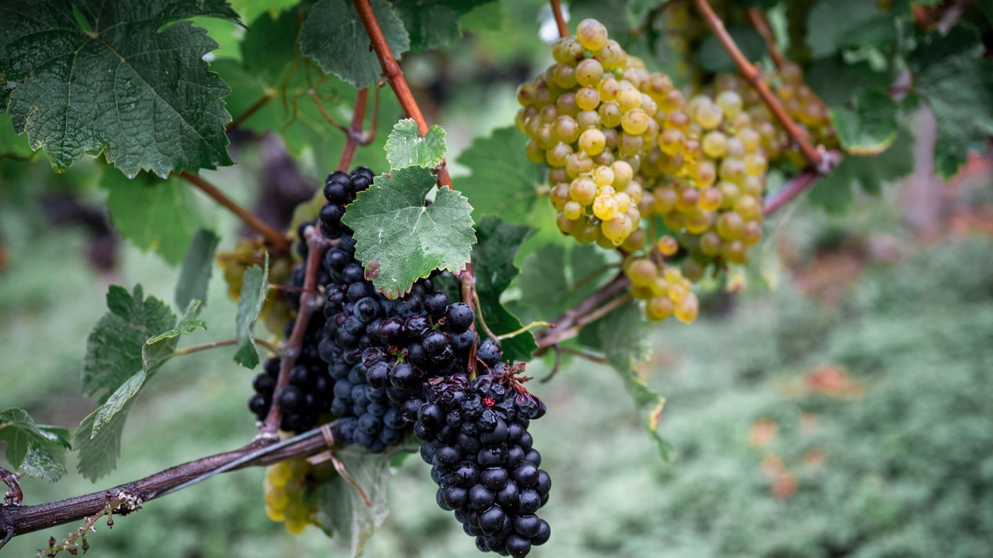 Wine: The wine harvest is lower than expected