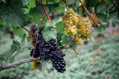 Die Weinernte fällt geringer aus als zu Beginn erwartet. (Archivbild) Foto: Daniel Vogl/dpa