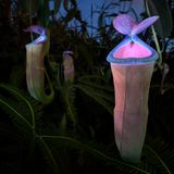 Fluoreszierende fleischfressende Pflanzen