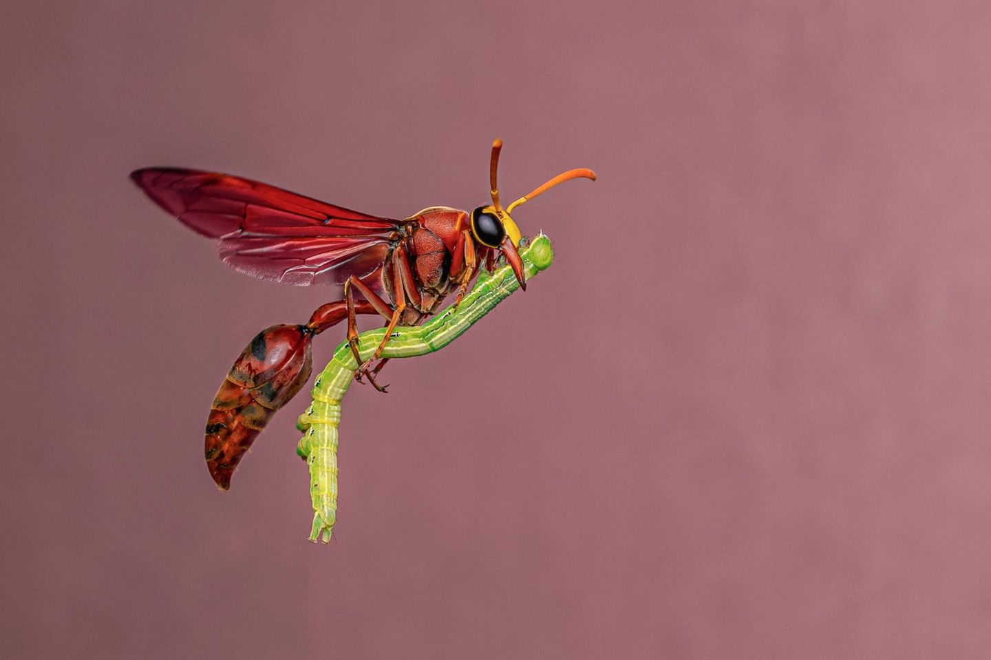 Eine Wespe fliegt mit einer Raupe davon