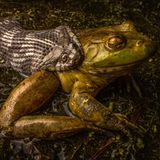 Ein Frosch wird von einer Schlange gebissen