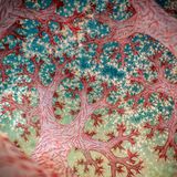 Das Innenleben einer Koralle