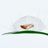 Mottenlarve in ihrem Nest