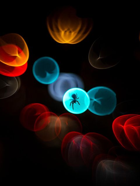 Spinne in farbigen Lichttropfen