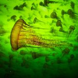 Quallenschwarm unter Wasser