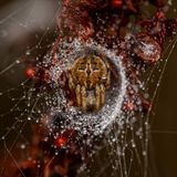 Spinne in ihrem Netz