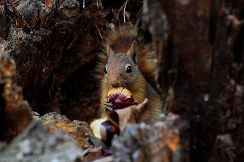 Wildtiere Eichhörnchen mit Kastanie
