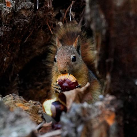 Wildtiere Eichhörnchen mit Kastanie