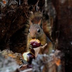 Wildtiere Eichhörnchen mit Kastanie