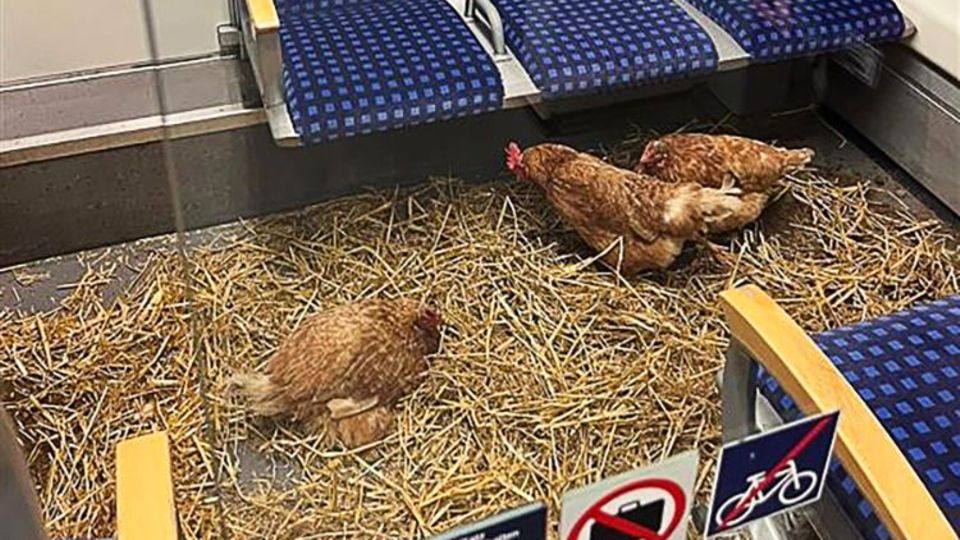 Hühner in S-Bahn Hühner fahren in der ersten Klasse einer S-Bahn