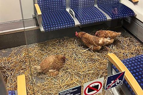 Hühner fahren in der ersten Klasse einer S-Bahn