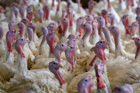 Die Tiere wurden "tierschutzgerecht" getötet, hieß es. (Symbolbild) Foto: Klaus-Dietmar Gabbert/dpa