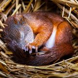 Ein Eichhörnchen liegt eingerollt in seinem Kobel