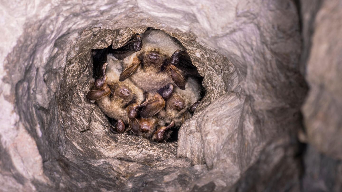 Eine Gruppe von Fledermäusen schläft eng beisammen