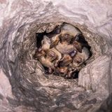 Eine Gruppe von Fledermäusen schläft eng beisammen