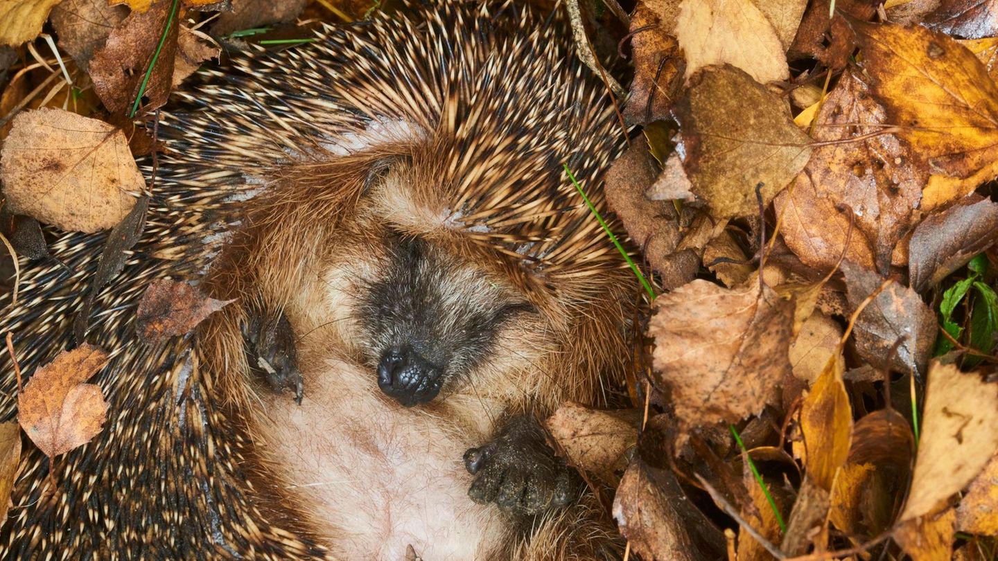 Ein Igel liegt eingerollt im Laub