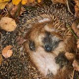 Ein Igel liegt eingerollt im Laub