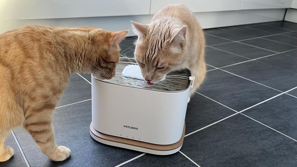 Katzenbrunnen Katzen trinken aus Katzenbrunnen